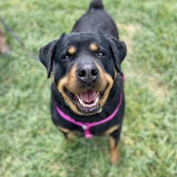 Roxy -  Rottweiler Dog for Adoption in Glenwood Springs, Colorado - Roxy | PetCurious