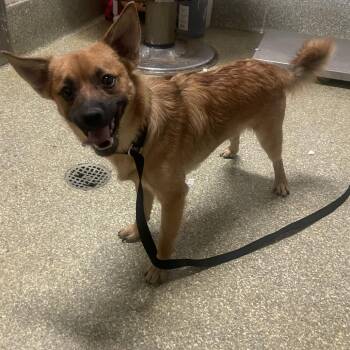 IVHS-Stray-143898 -  Chihuahua Dog for Adoption in San Gabriel, California - IVHS-Stray-143898 | PetCurious