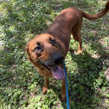 Faith Evans -  Mixed Breed Dog for Adoption in Decatur, Georgia - Faith Evans | PetCurious