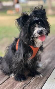 Iggy -  Havanese Dog for Adoption in Sunset Valley, Texas - Iggy | PetCurious