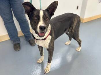 Maverick -  Shepherd and Mixed Breed Dog for Adoption in Moriarty, New Mexico - Maverick | PetCurious