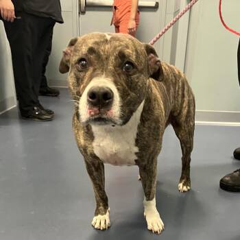 Gold Star -  Boxer Dog for Adoption in Greensboro, North Carolina - Gold Star | PetCurious