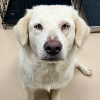 Hydrangea -  Golden Retriever and Great Pyrenees Dog for Adoption in Pine Bluff, Arkansas - Hydrangea | PetCurious