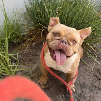 Stevie -  English Bulldog and Mixed Breed Dog for Adoption in Long Beach, California - Stevie | PetCurious