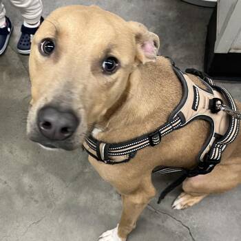Greyhound and Mixed Breed Dogs Available for Adoption in Tampa, Florida - Bucky | PetCurious
