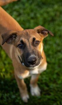 Brodie -  Shepherd Dog for Adoption in Stratham, New Hampshire - Brodie | PetCurious