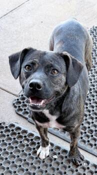 Rescue Terrier and Pit Bull Terrier Dogs for Adoption in Sylacauga, Alabama - Maggie - A Shelter Greeter | PetCurious