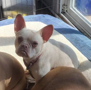 Rescue French Bulldog Dogs for Adoption in Milford, Michigan - Monkey | PetCurious
