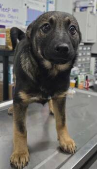 Australian Shepherd and Australian Cattle Dog Blue Heeler Dogs Available for Adoption in Hillsdale, Indiana - Stryker | PetCurious