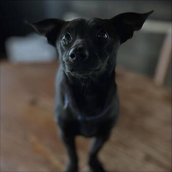 Rescue Chihuahua and Dachshund Dogs for Adoption in West Falls, New York - Gambit | PetCurious