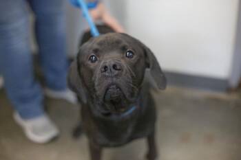 Rescue Black Labrador Retriever Dogs for Adoption in Mountain Home, Arkansas - Storm | PetCurious