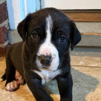 American Bulldog and Labrador Retriever Dogs Available for Adoption in Concord, North Carolina - Kiki | PetCurious