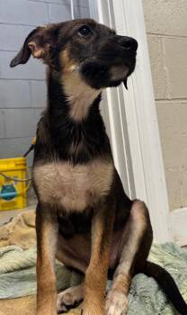 Maple -  Mixed Breed Dog for Adoption in Metter, Georgia - Maple | PetCurious