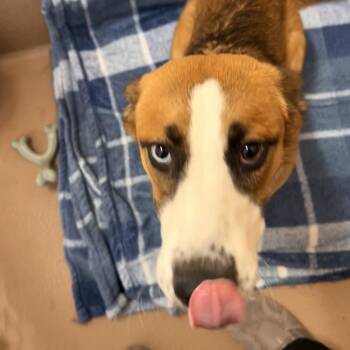 Sugar Cookie -  Australian Shepherd Dog for Adoption in Reno, Nevada - Sugar Cookie | PetCurious