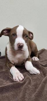 Romero -  Mixed Breed Dog for Adoption in Groveland, Massachusetts - Romero | PetCurious