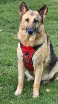 German Shepherd Dog Dogs Available for Adoption in Roswell, Georgia - Leia | PetCurious