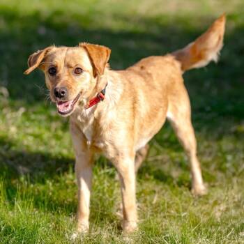 Terrier and Chihuahua Dogs Available for Adoption in Morristown, New Jersey - Anni | PetCurious