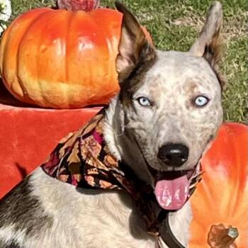 Rescue Australian Cattle Dog Blue Heeler and Catahoula Leopard Dog Dogs for Adoption in Greenbrier, Arkansas - Beau *URGENT* | PetCurious
