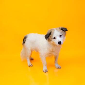 American Eskimo Dog Dogs Available for Adoption in Lawrenceville, Georgia - Pen 195 Harvey | PetCurious