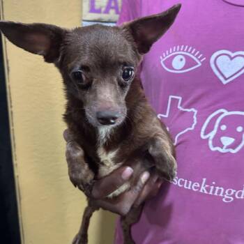 Thea - Local Sept 11-13 -  Chihuahua Dog for Adoption in Brookshire, Texas - Thea - Local Sept 11-13 | PetCurious