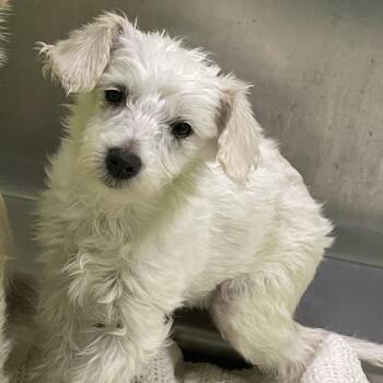 Schnauzer and Mixed Breed Dogs Available for Adoption - Arya (177041) | PetCurious