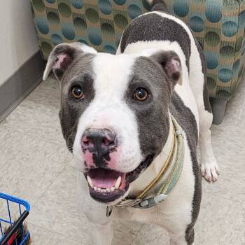 Rescue Pit Bull Terrier Dogs for Adoption in Chatham, Virginia - Almond | PetCurious