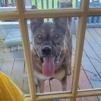 Shepherd Dogs Available for Adoption in Roanoke, Virginia - Roman Aka Rumkake | PetCurious