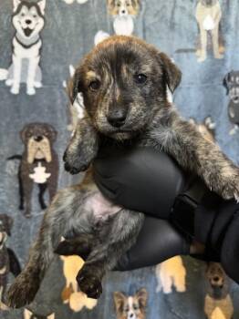 PEPPER -  German Shepherd Dog and Pit Bull Terrier Dog for Adoption in Riverside, California - PEPPER | PetCurious