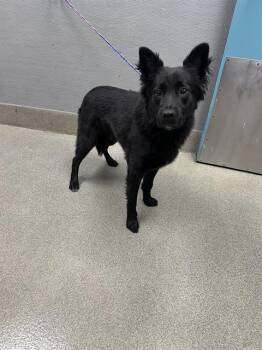 SABLE WABLE -  Chow Chow Dog for Adoption in Las Vegas, Nevada - SABLE WABLE | PetCurious
