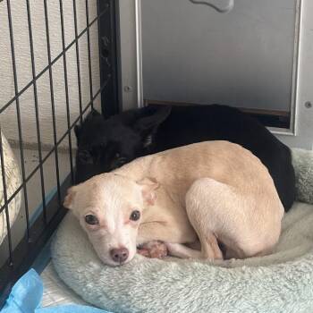 Chihuahua and Mixed Breed Dogs Available for Adoption in North Charleston, South Carolina - Nellie | PetCurious