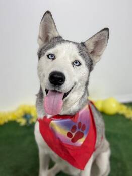 Husky and Labrador Retriever Dogs Available for Adoption in Carlsbad, California - Stormy | PetCurious