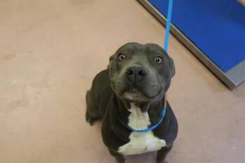 Mixed Breed Dogs Available for Adoption - PEANUT | PetCurious