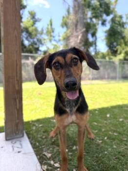 Ella May - 2 -  Coonhound and Mixed Breed Dog for Adoption in Daytona Beach, Florida - Ella May - 2 | PetCurious