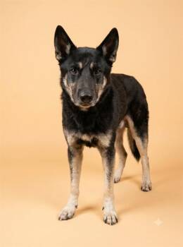 JALAPENO -  Mixed Breed Dog for Adoption in Jacksonville, Florida - JALAPENO | PetCurious