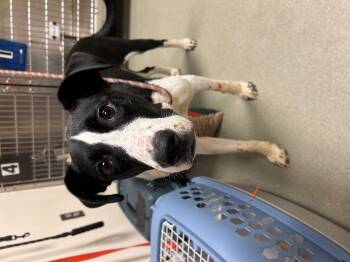 Rescue Black Labrador Retriever and Border Collie Dogs for Adoption in Leavenworth, Kansas - 25-0514 "Elsa" | PetCurious