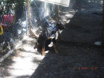 Terrier and Mixed Breed Dogs Available for Adoption in Doral, Florida - LUIKE | PetCurious