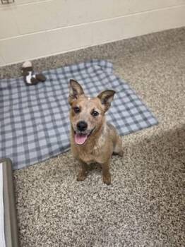 Mixed Breed Dogs Available for Adoption in Westland, Michigan - Flareon | PetCurious