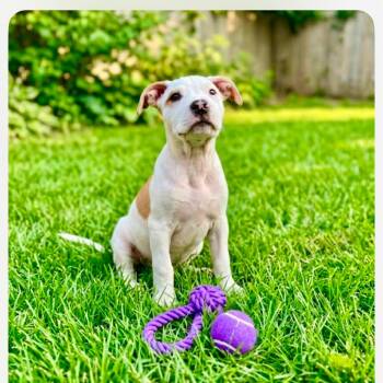 Walker Hayes -  Pit Bull Terrier and Mixed Breed Dog for Adoption in Shorewood, Illinois - Walker Hayes | PetCurious