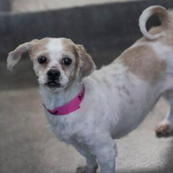 Buttercup (D25-203) -  Shih Tzu Dog for Adoption in Peyton, Colorado - Buttercup (D25-203) | PetCurious