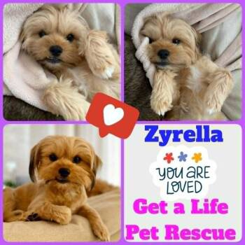 Yorkshire Terrier and Shih Tzu Dogs Available for Adoption in Plantation, Florida - Zyrella | PetCurious