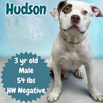Hudson -  American Bulldog Dog for Adoption in Sorrento, Louisiana - Hudson | PetCurious