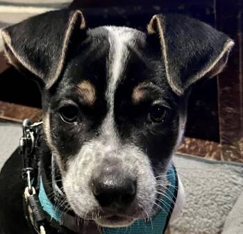 Shepherd and Collie Dogs Available for Adoption in Minesing, Ontario - GALAXY | PetCurious