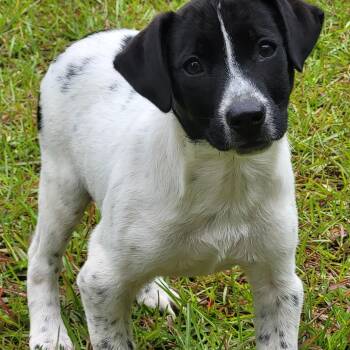 Australian Cattle Dog Blue Heeler Dogs Available for Adoption in Marion, Mississippi - Nova | PetCurious