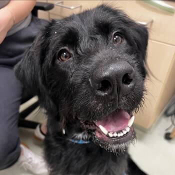 Scout -  Mixed Breed Dog Available for Adoption in Ballston Spa, New York - Scout | PetCurious