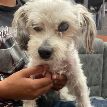 WAGS-Stray-22380 -  Poodle Dog for Adoption in Westminster, California - WAGS-Stray-22380 | PetCurious