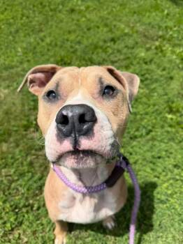 Wrinkles -  Pit Bull Terrier Dog for Adoption in Chicago, Illinois - Wrinkles | PetCurious