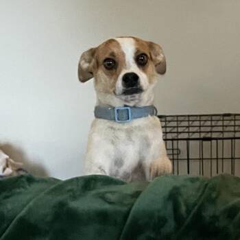 Molly -  Beagle and Mixed Breed Dog for Adoption in Buffalo, Minnesota - Molly | PetCurious
