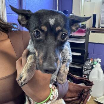 Trixie -  Rat Terrier Dog for Adoption in Enterprise, Alabama - Trixie | PetCurious