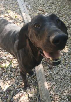 Rescue Great Dane Dogs for Adoption in Amarillo, Texas - Hayley | PetCurious