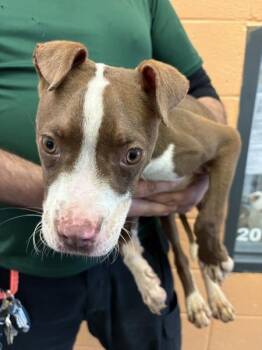 Nc-8 -  Pit Bull Terrier Dog for Adoption in Lawrenceville, Georgia - Nc-8 | PetCurious